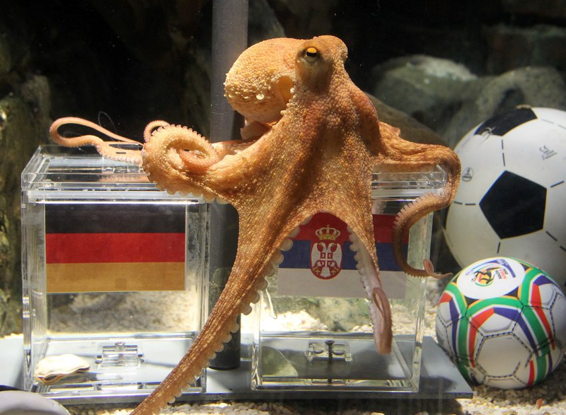 Illustration for article titled Psychic Octopus Predicts Spain, But It's A FRAUD!